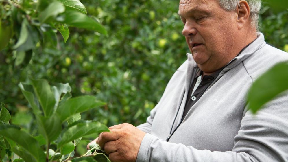 Apple farmer Walter Gasser at work