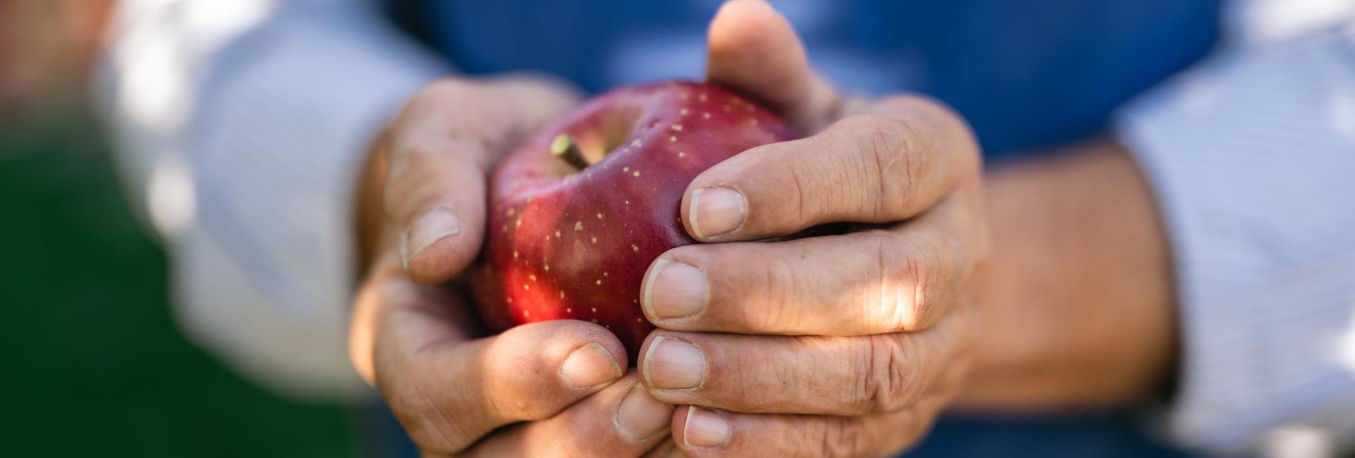 An apple farmer during the harvest