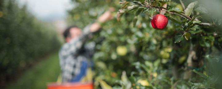 The harvest