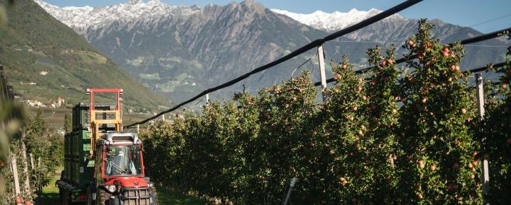 Start of the harvest