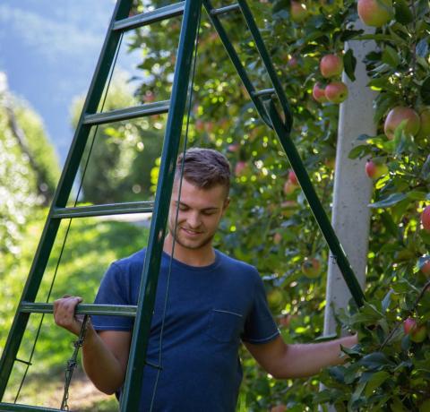 Apple farmer Felix Telser