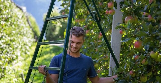 Apple farmer Felix Telser