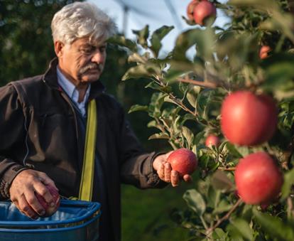 Un frutticoltore durante la raccolta