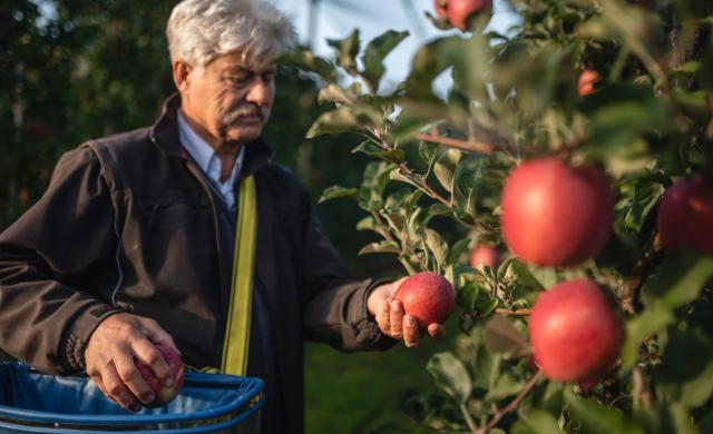 Un frutticoltore durante la raccolta