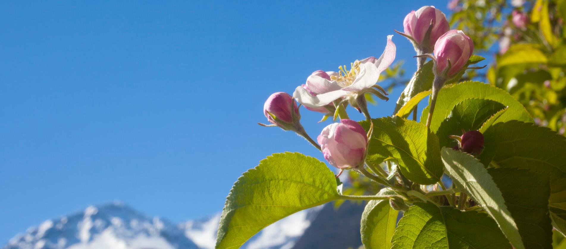 Südtiroler Apfel