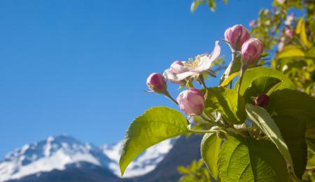 Südtiroler Apfel