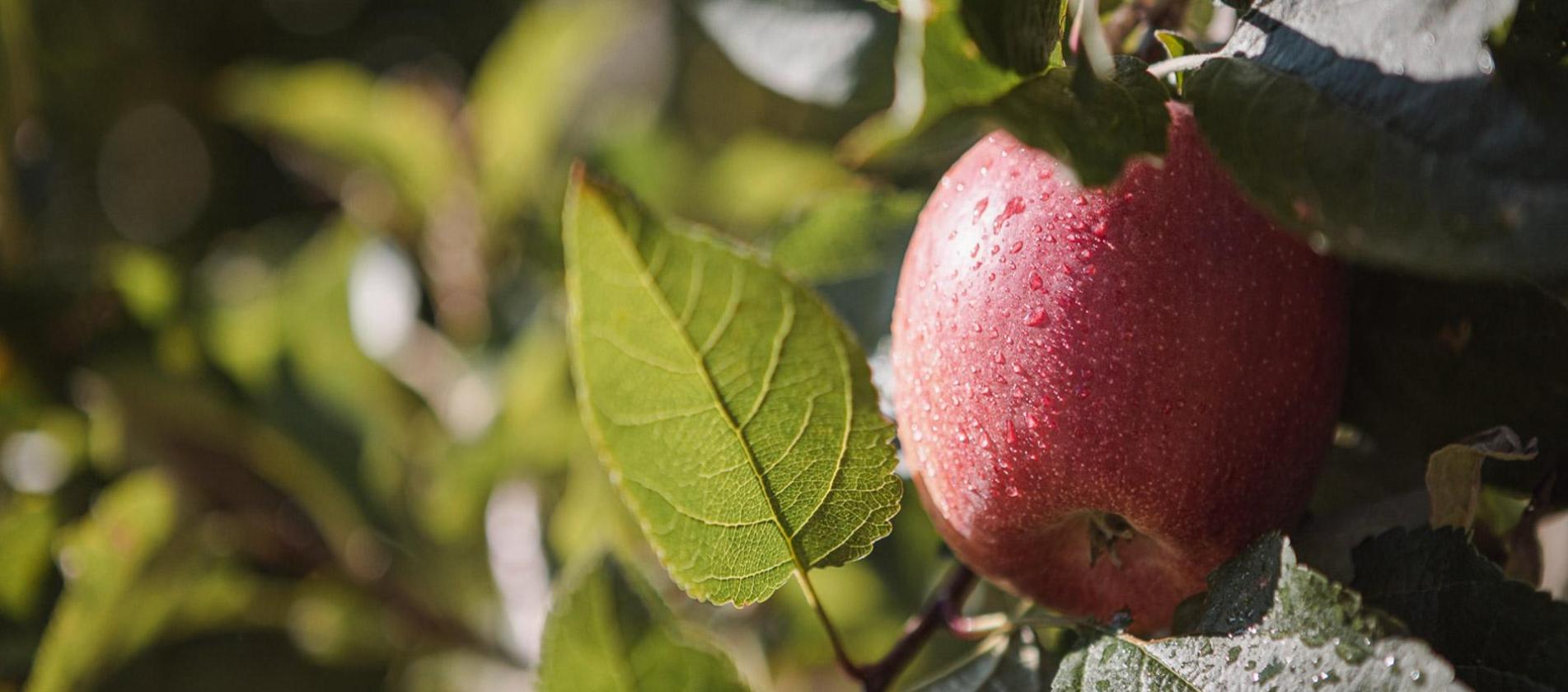 A red apple