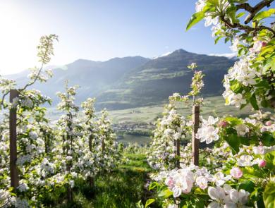 Mela Alto Adige