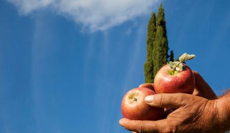 Südtiroler Apfel