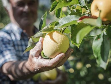 South Tyrolean Apple