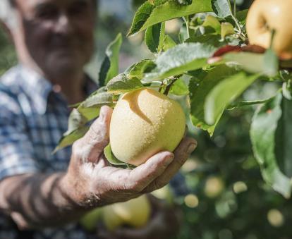 South Tyrolean Apple