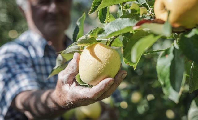 South Tyrolean Apple