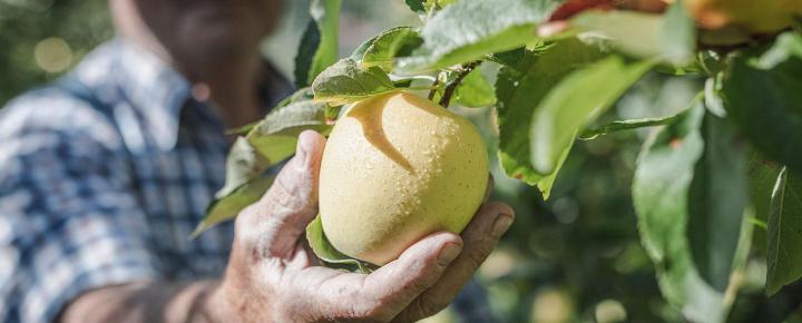 South Tyrolean Apple