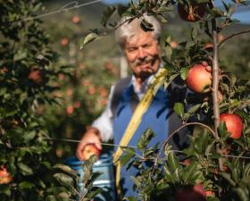 Un frutticoltore durante la raccolta