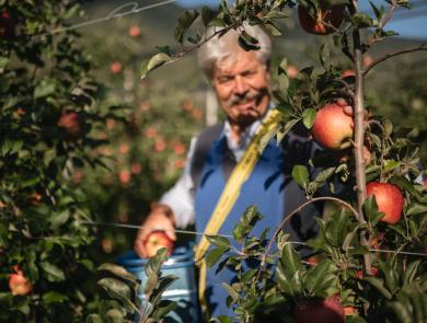 An apple farmer during the harvest