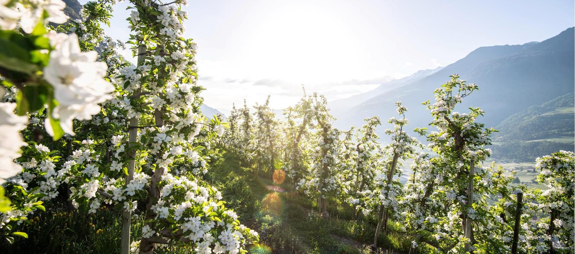 Fioritura dei meleti in Alto Adige