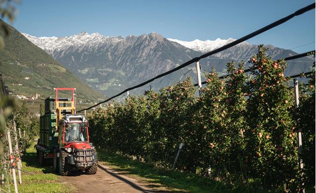 Für die Ernte werden Traktoren eingesetzt