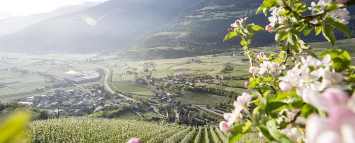 Blooming apple trees