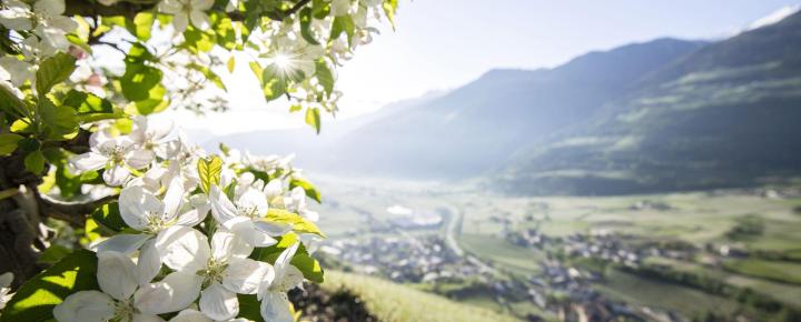 Apple blossoms