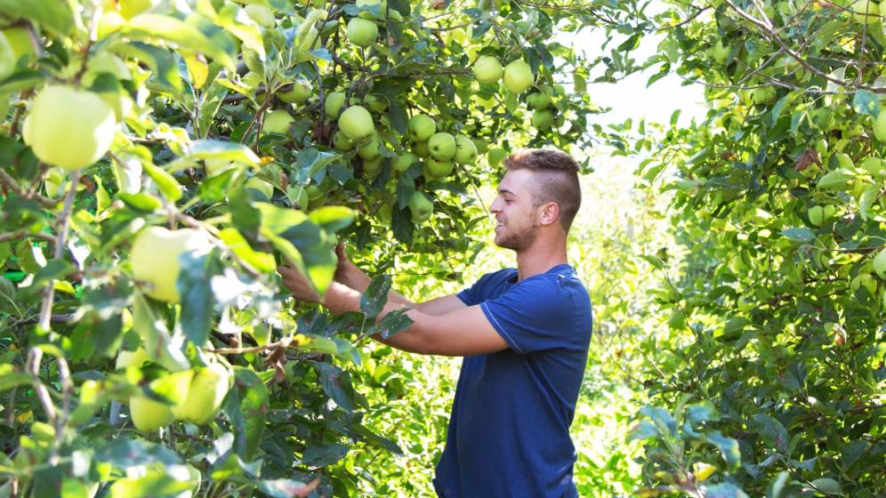 Frutticoltore Felix Telser all'opera