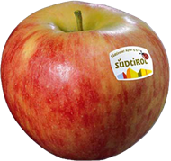 Elstar apple