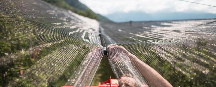 Hail protection nets in spring