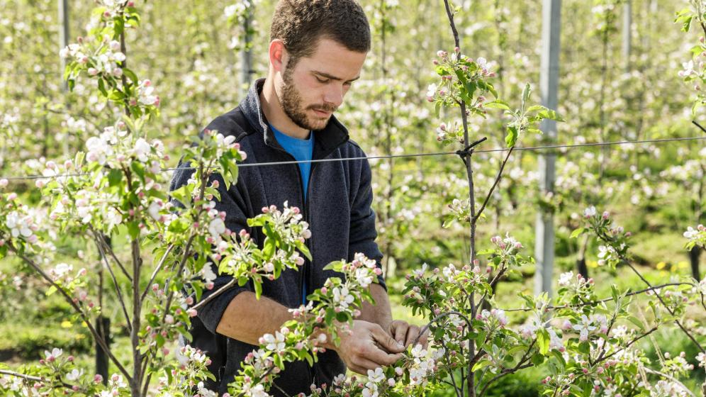 Apple farmer Valentin Bologna at work