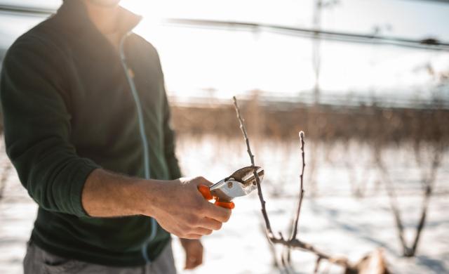 Cutting the apple trees