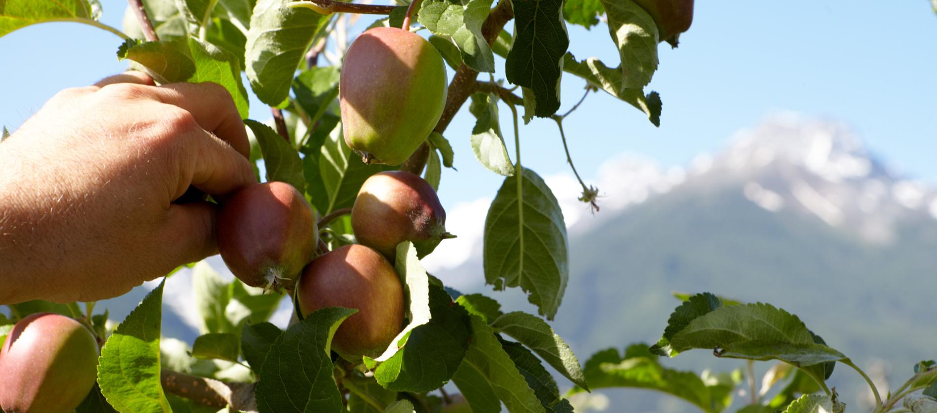 Südtiroler Apfel