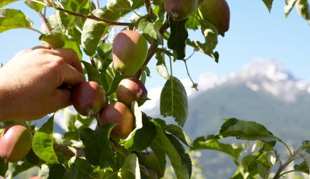 Südtiroler Apfel