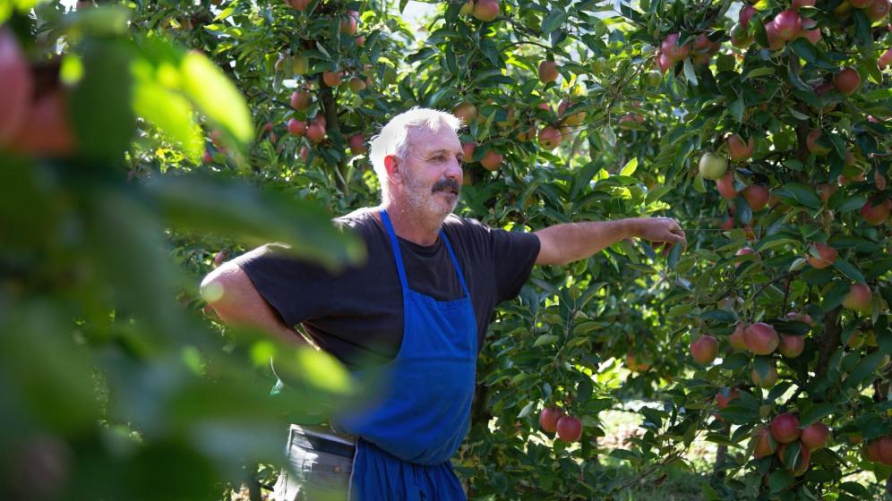 Frutticoltore Hartmann Calliari all'opera