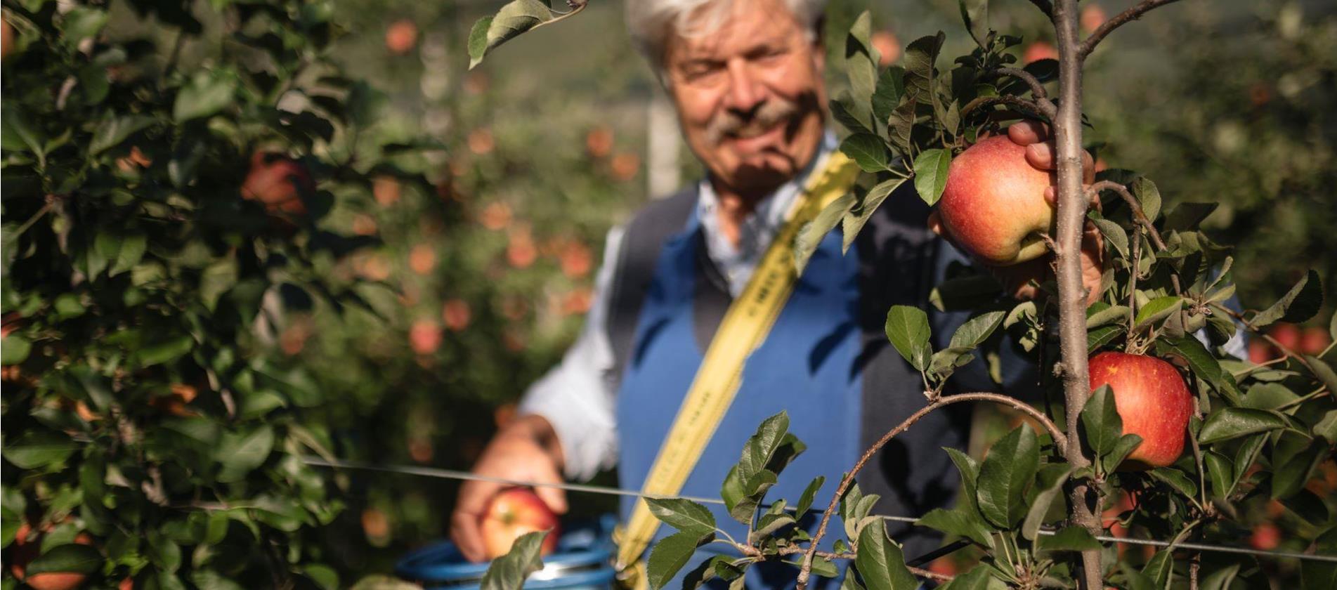 Die Apfelernte in Südtirol von August bis November