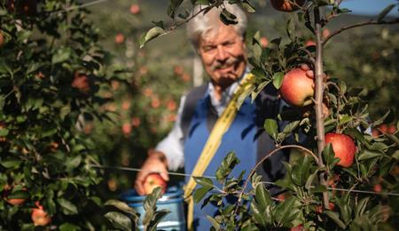 Die Apfelernte in Südtirol von August bis November