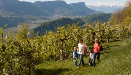 Südtiroler Apfel