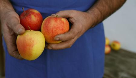 Südtiroler Apfel