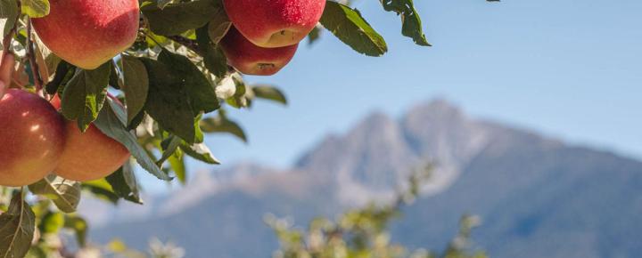 Ripe apples