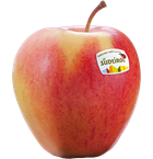 Pinova apple