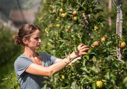 Thinnig out the apple trees