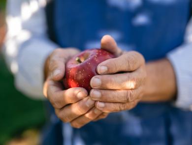 A freshly harvested apple