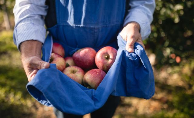 A traditional south tyrolean apron full of apples