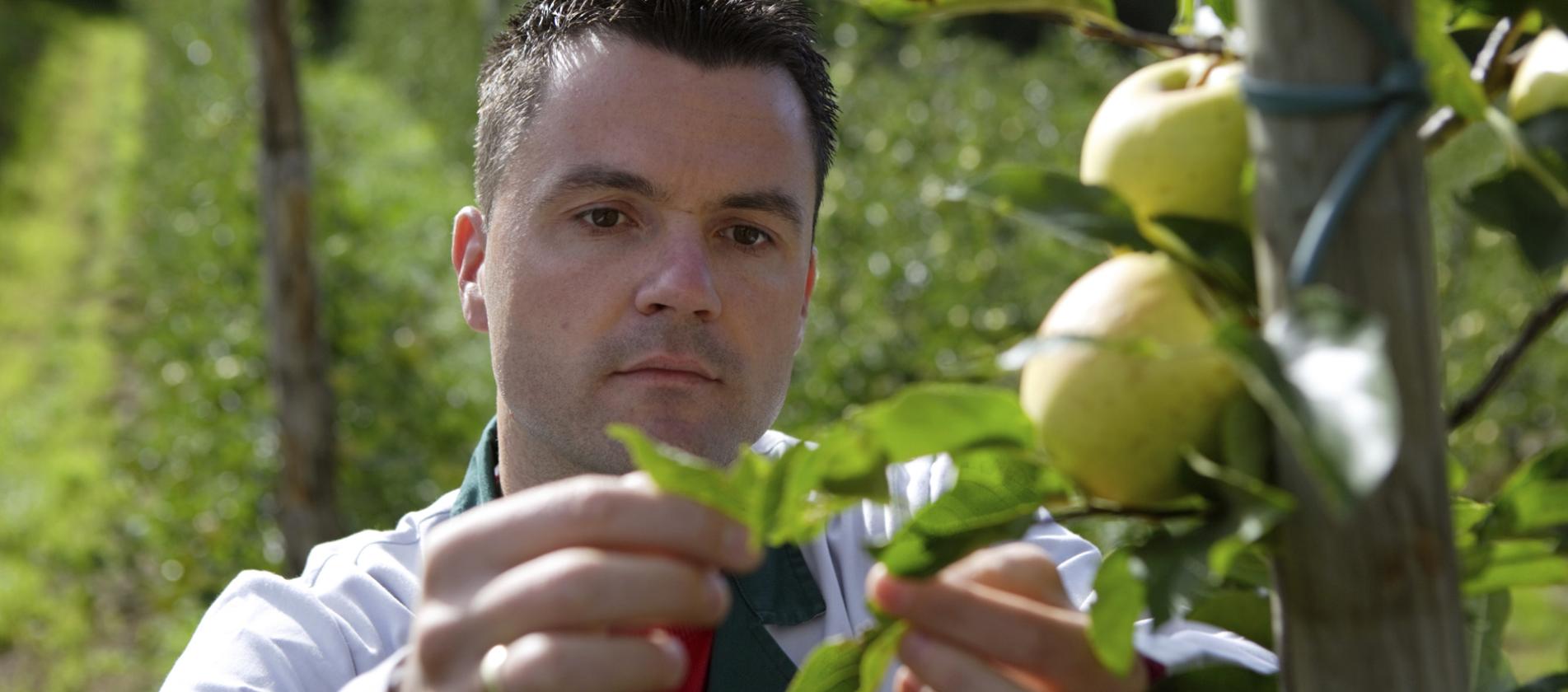 Südtiroler Apfel