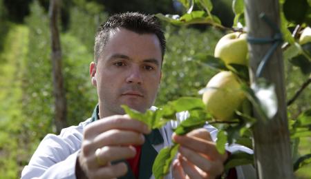 Südtiroler Apfel