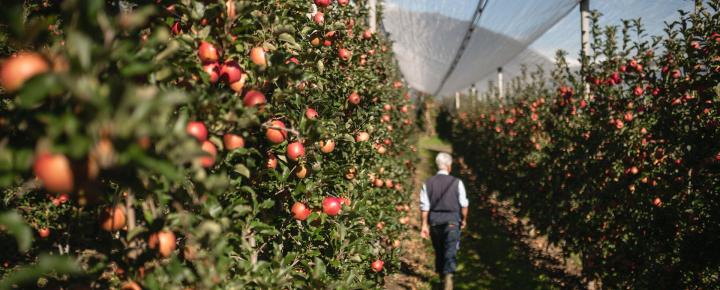 Everything's ready for harvest