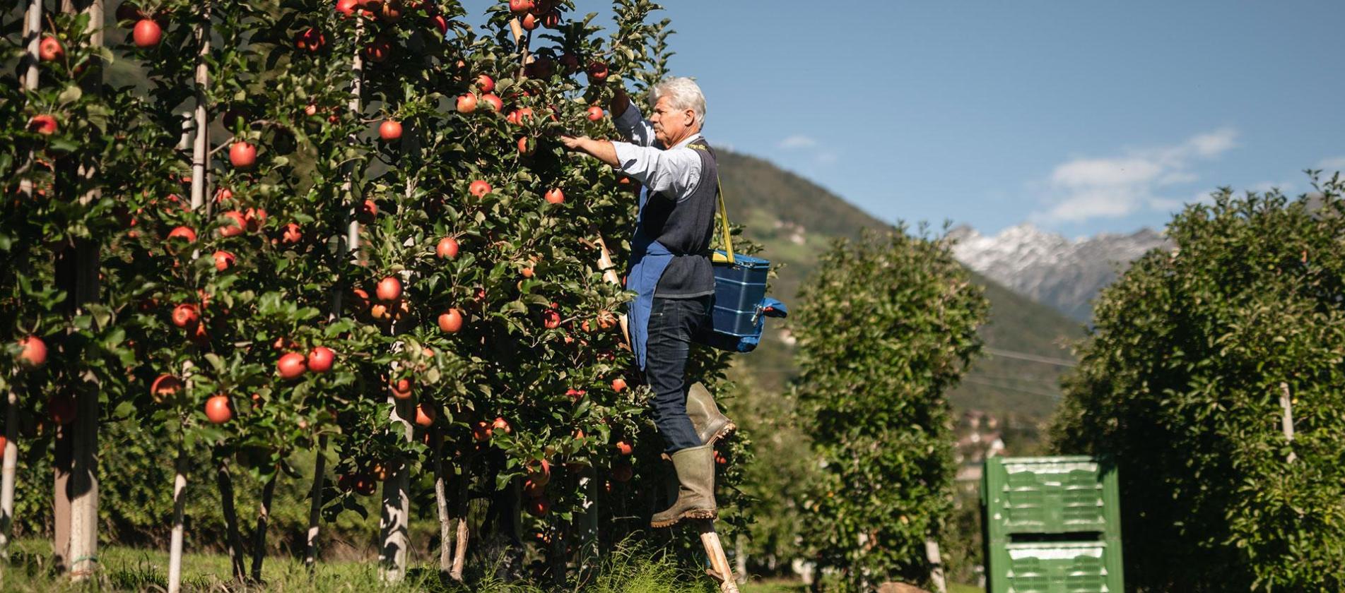 Frutticoltori all'opera