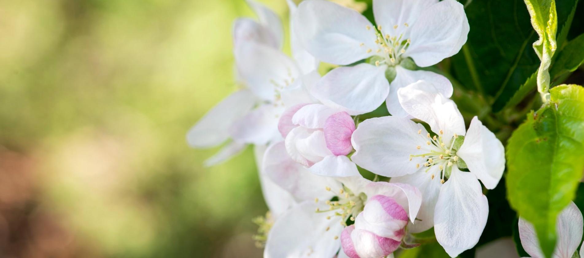 Fiori di mela