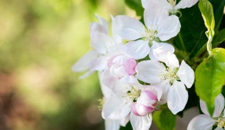 Apfelblüten