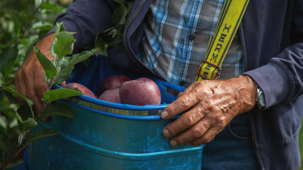 Apple farmer Emil Pichler with his harvest