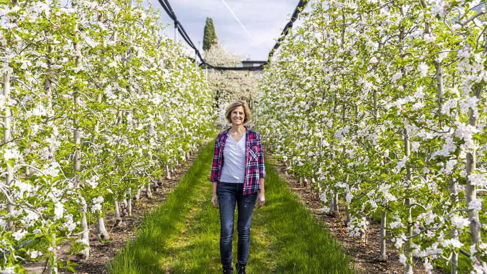 Apple farmer Uli Frei in the orchard