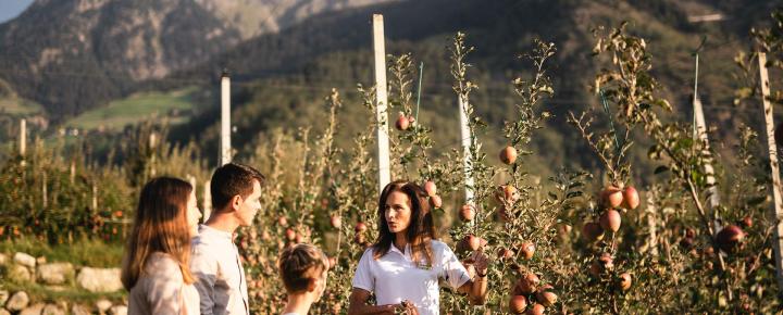 Apple Orchard Tour