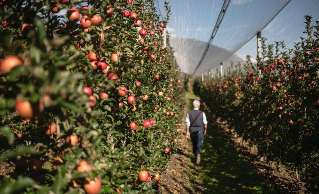 Ready for harvest